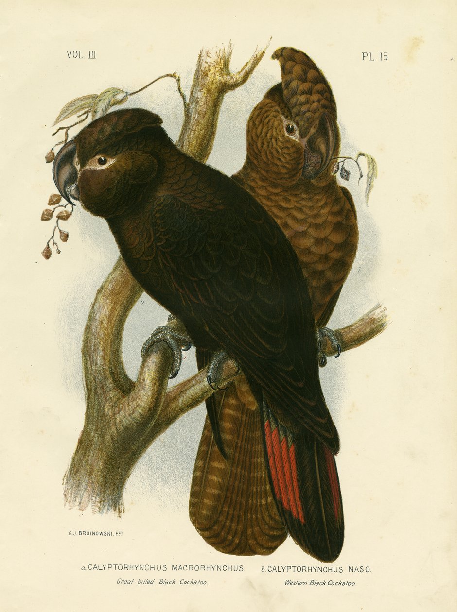 偉大な請求黒コカトゥー、1891 作： Gracius Broinowski