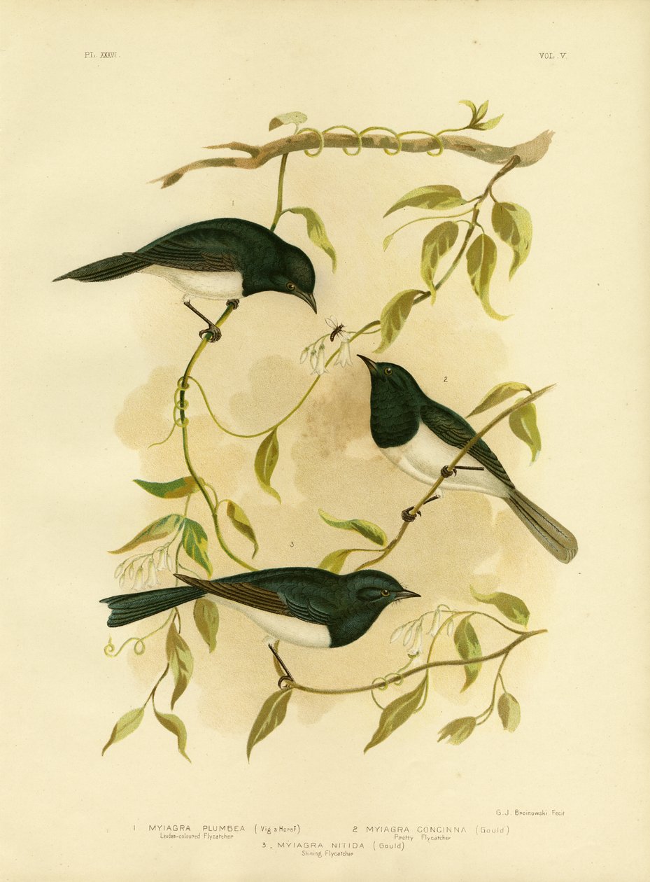 鉛色のヒタキまたは鉛ヒタキ、1891年 作： Gracius Broinowski
