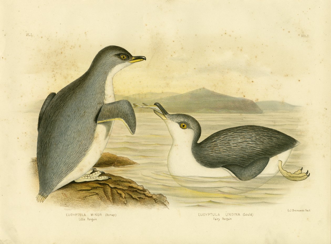 リトルペンギン、1891 作： Gracius Broinowski