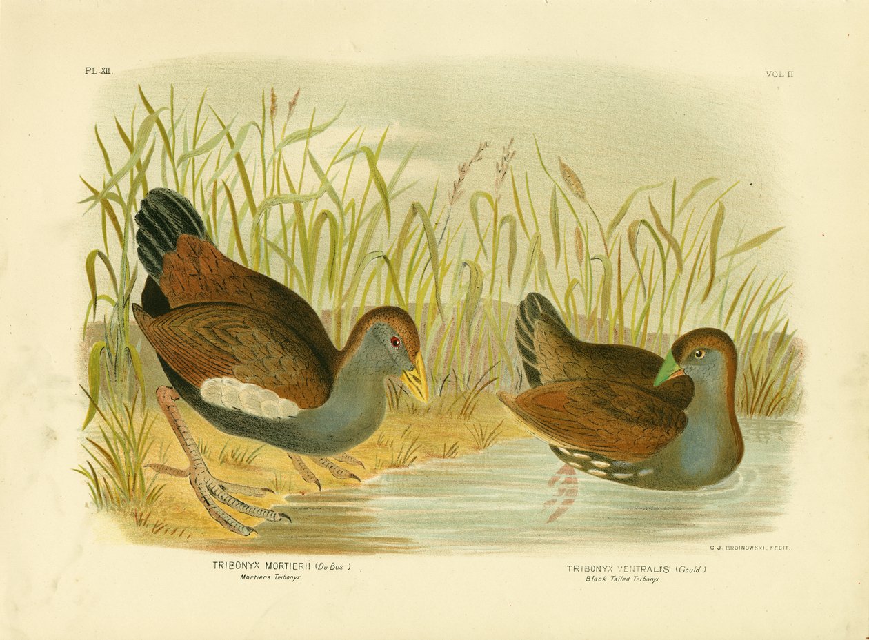 Mortiers TribonyxまたはTasmanian Nativehen、1891年 作： Gracius Broinowski