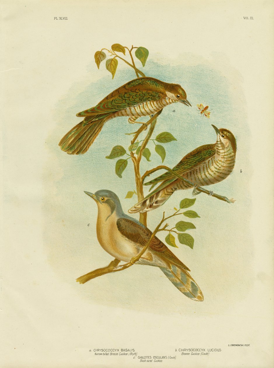 狭額ブロンズカッコウ、1891年 作： Gracius Broinowski
