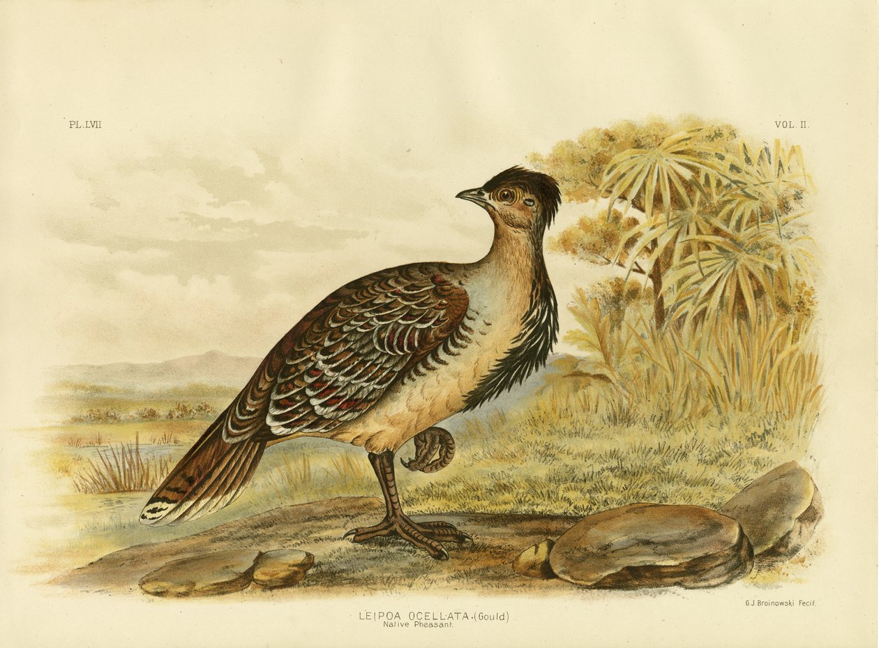 ネイティブキジまたはハシビロコウ、1891年 作： Gracius Broinowski