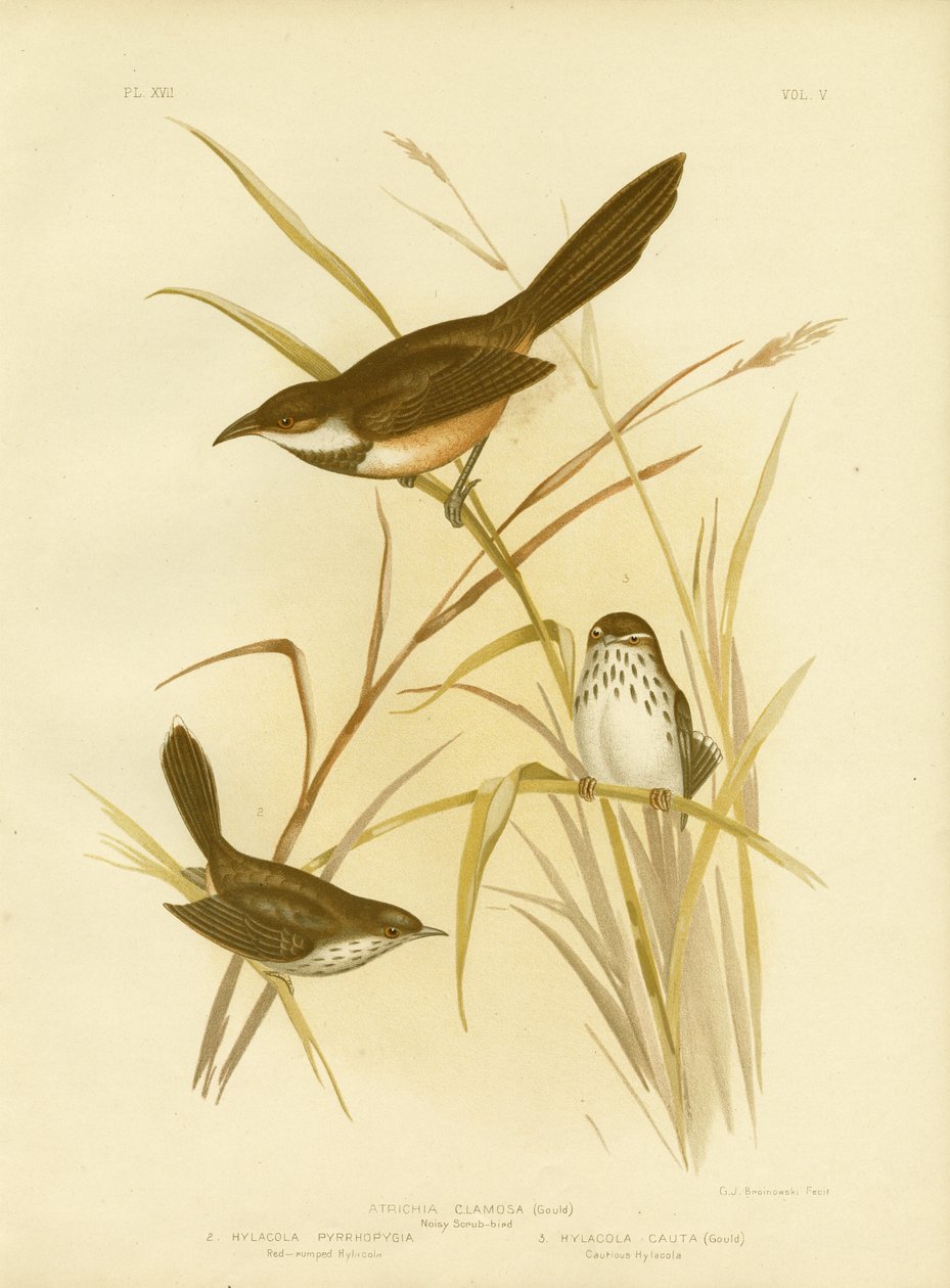 騒々しいスクラブ鳥、1891 作： Gracius Broinowski
