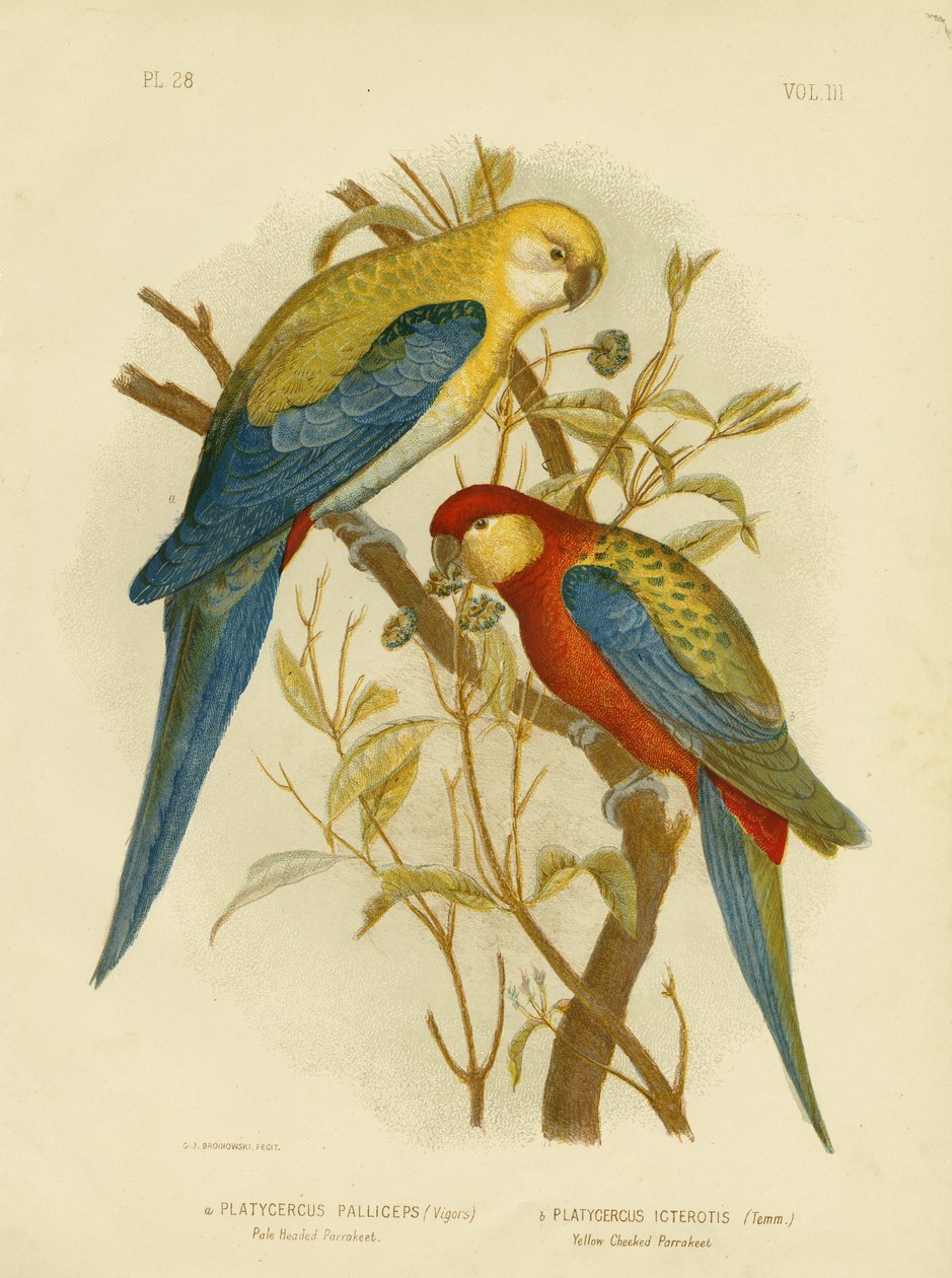 淡い頭のインコまたは淡い頭のロゼラ、1891 作： Gracius Broinowski