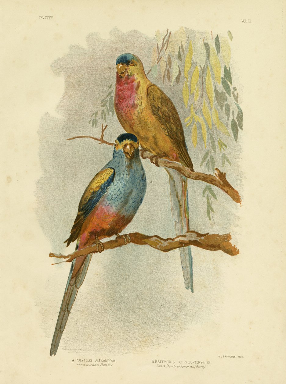 プリンセスオブウェールズインコまたはプリンセスオウム、1891 作： Gracius Broinowski