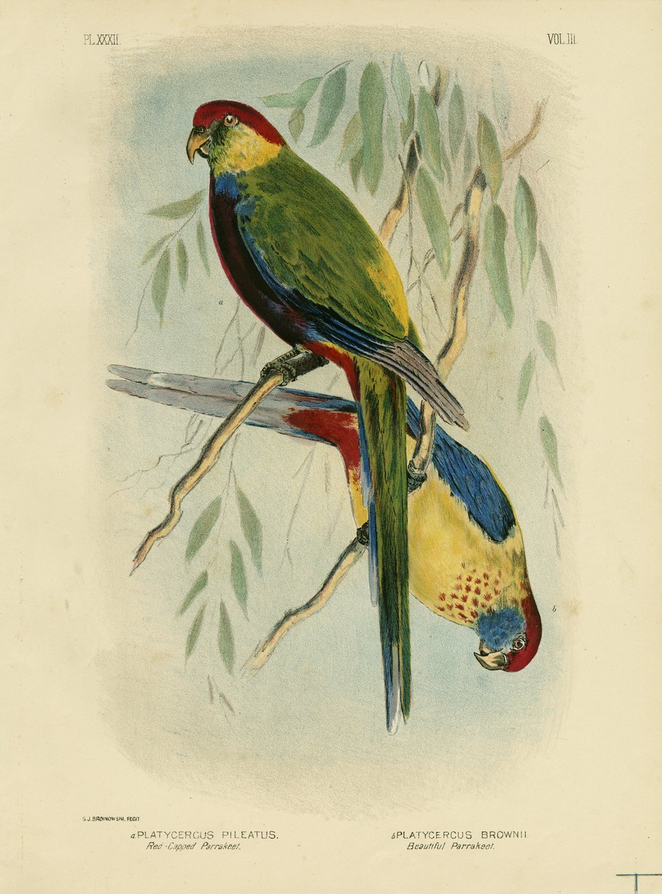 赤をかぶったインコ、1891年 作： Gracius Broinowski