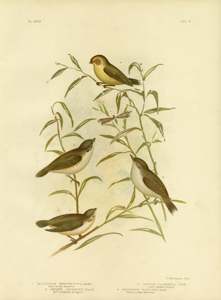 短期請求SmicrornisまたはWeebill、1891 作： Gracius Broinowski