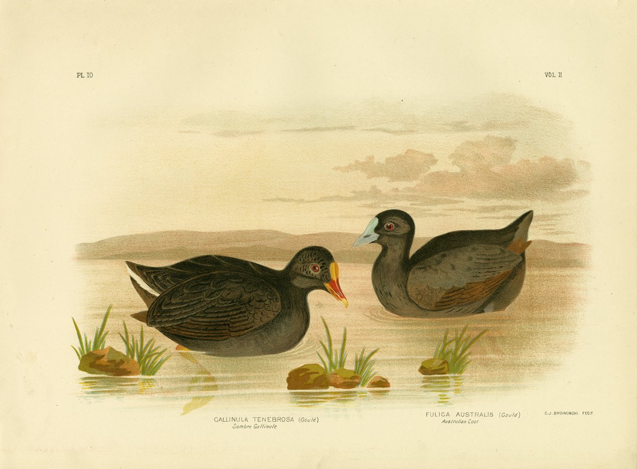 Sombre GallinuleまたはDusky Moorhen、1891 作： Gracius Broinowski