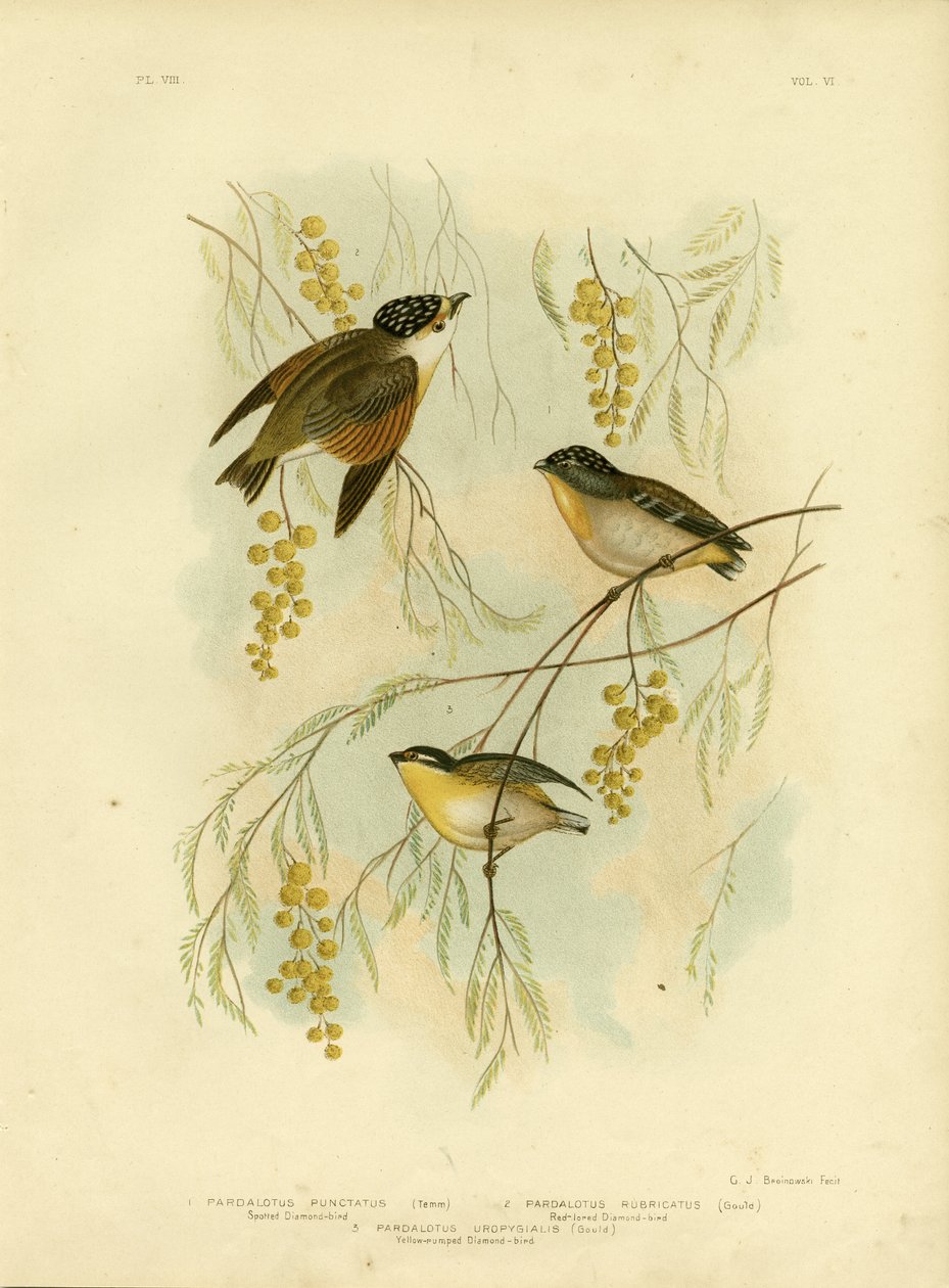 斑点を付けられたDiamondbirdまたは斑点を付けられたPardalote、1891年 作： Gracius Broinowski