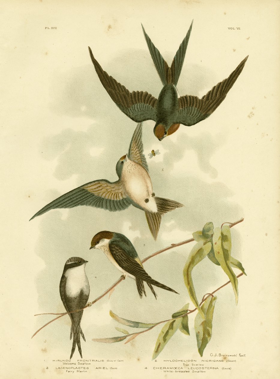ウェルカムスワローまたはパシフィックスワロー、1891年 作： Gracius Broinowski