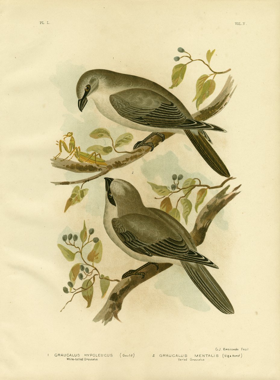 白腹のカッコウモズ、1891年 作： Gracius Broinowski