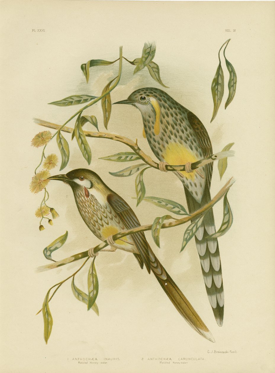 イエローワトルバード、1891年 作： Gracius Broinowski