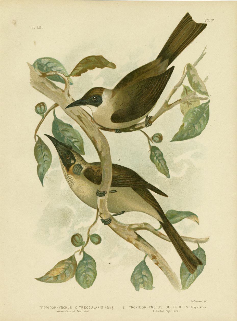 黄色い喉の親鳥または小さな親鳥、1891年 作： Gracius Broinowski