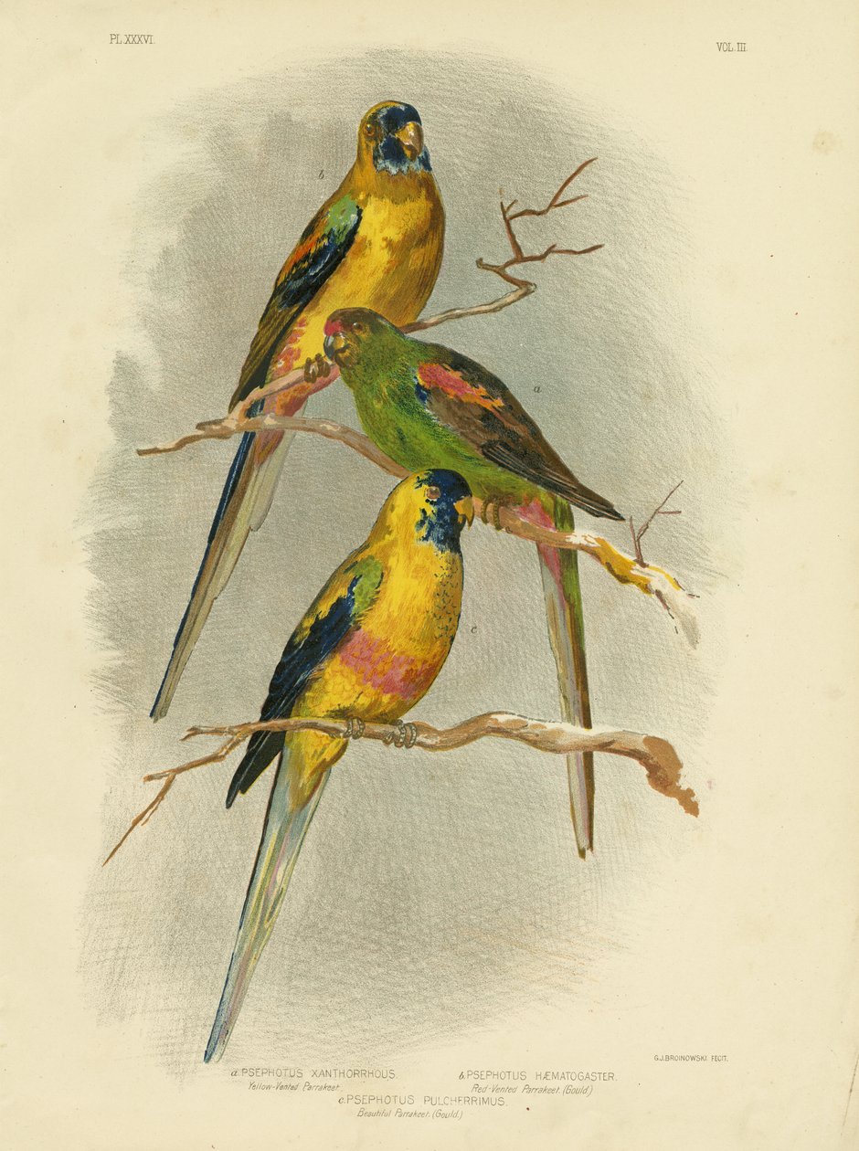 黄色いベントインコ、1891 作： Gracius Broinowski