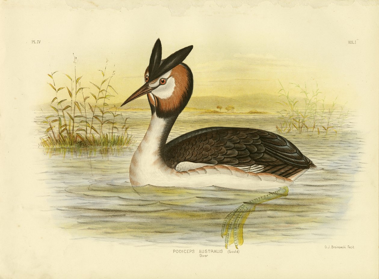 カンムリカイツブリ、1891年 作： Gracius Broinowski