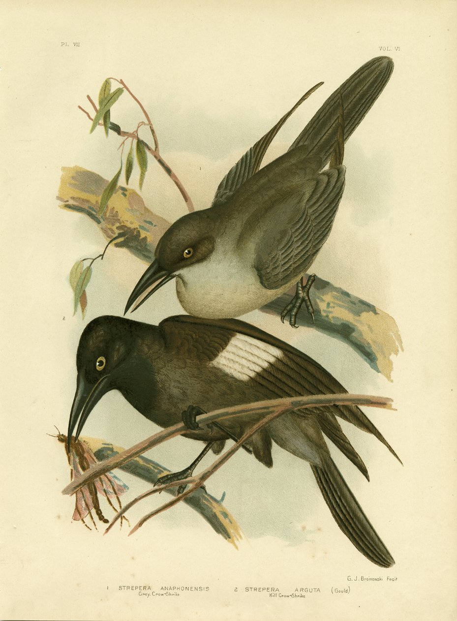 灰色のカラスモズ、1891 作： Gracius Broinowski