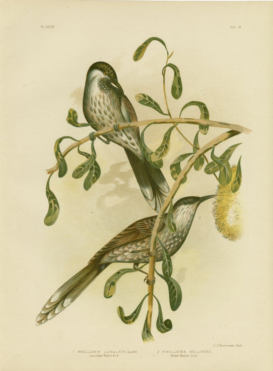 Lumulated WattlebirdまたはLittle Wattlebird、1891 作： Gracius Broinowski