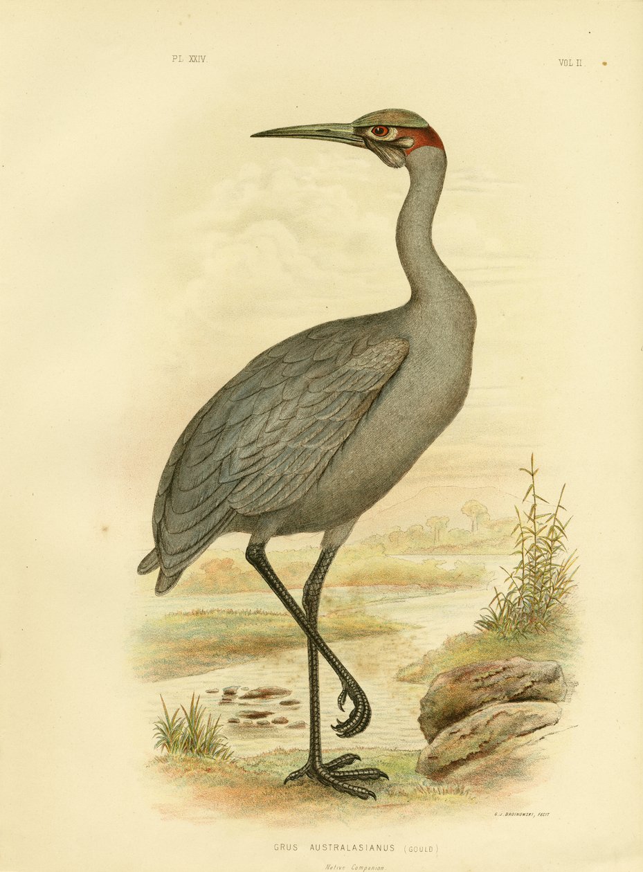 ネイティブコンパニオンまたはBrolga、1891 作： Gracius Broinowski