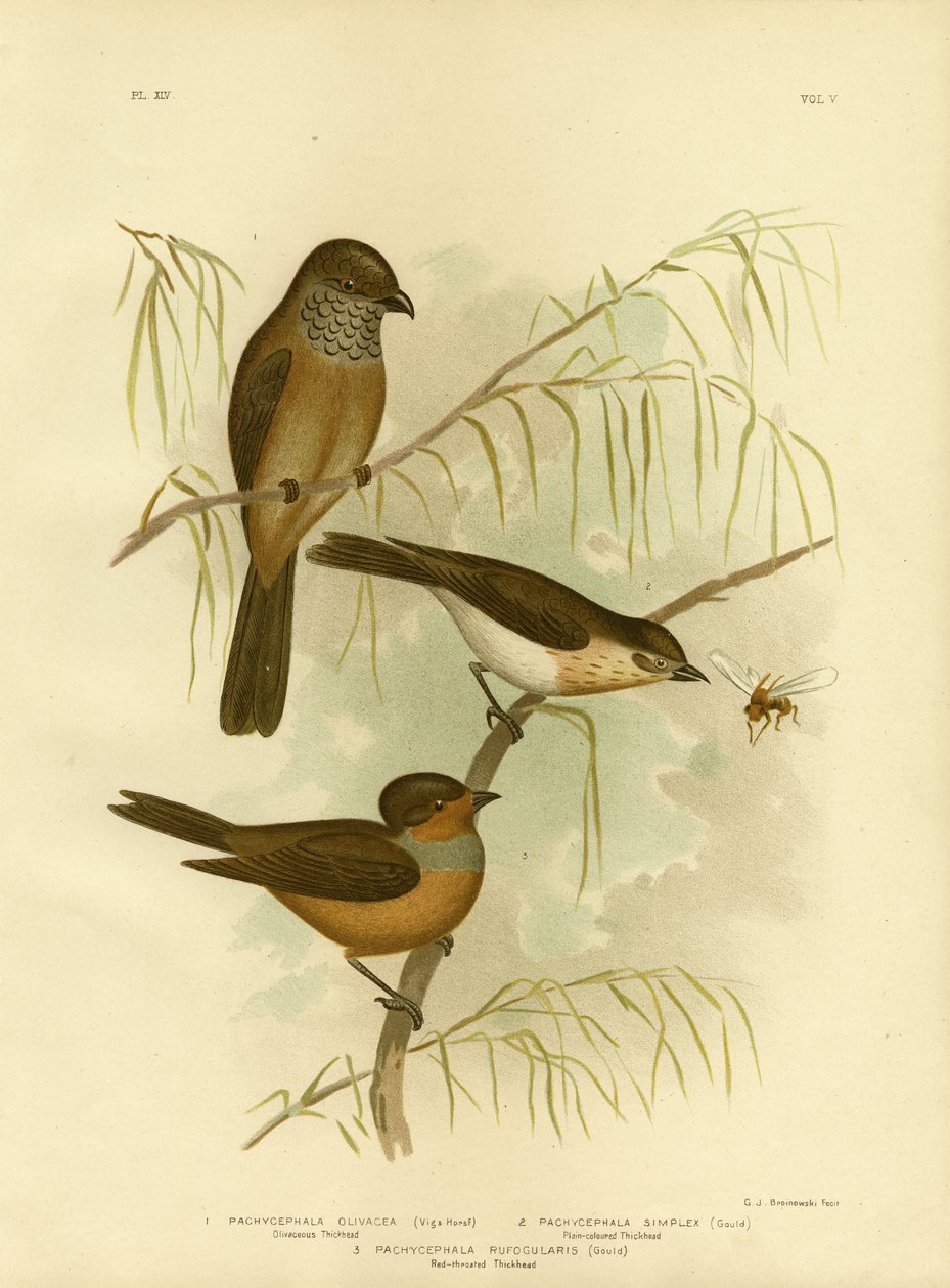 Olivaceous Thickhead Or Olive Whistler、1891 作： Gracius Broinowski