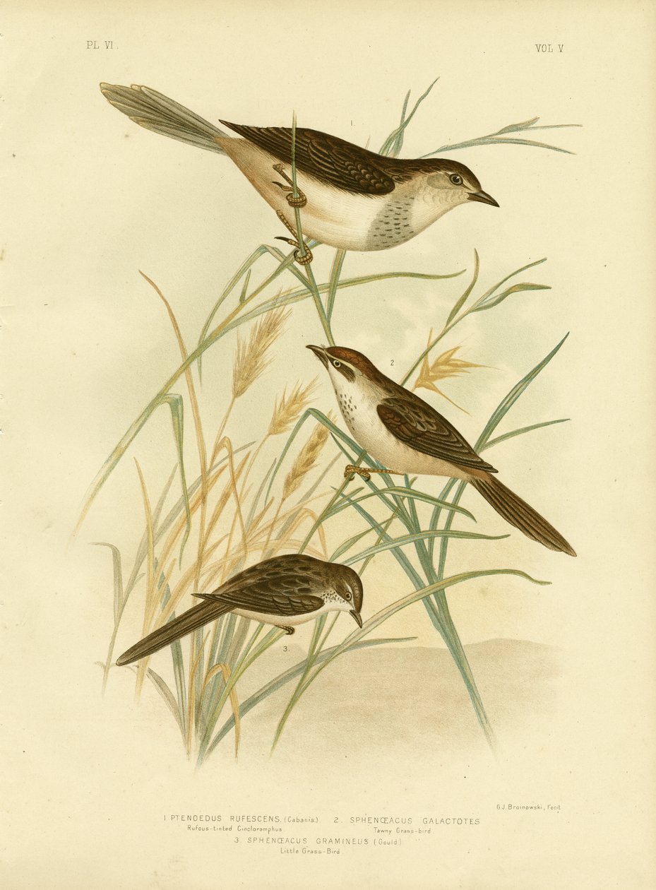 Rufous-Tinted Cincloramphus Or Rufous Songlark、1891 作： Gracius Broinowski