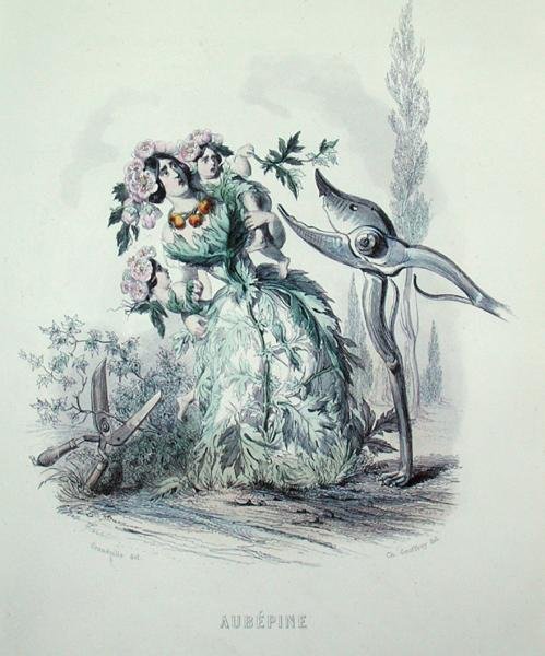 シャルル・ジェフロイ（1819-82）が彫った「アニメの花」からのサンザシ 作： グランドビル