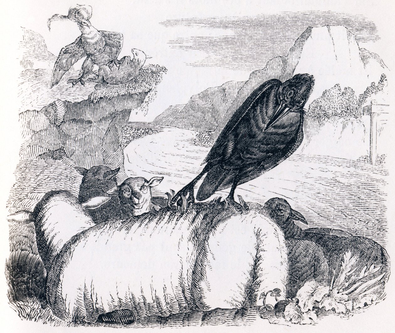 ワシの真似をしたいカラス（le corbeau voulant imiter l