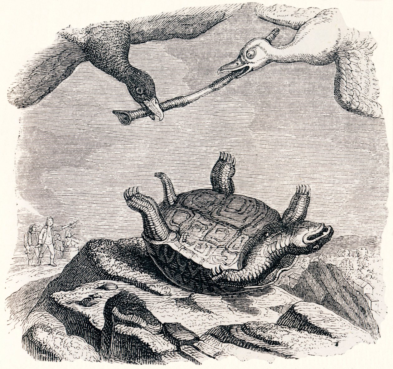 亀と二羽のアヒル（La tortue et les deux canards） - La Fontaineの寓話 作： グランドビル
