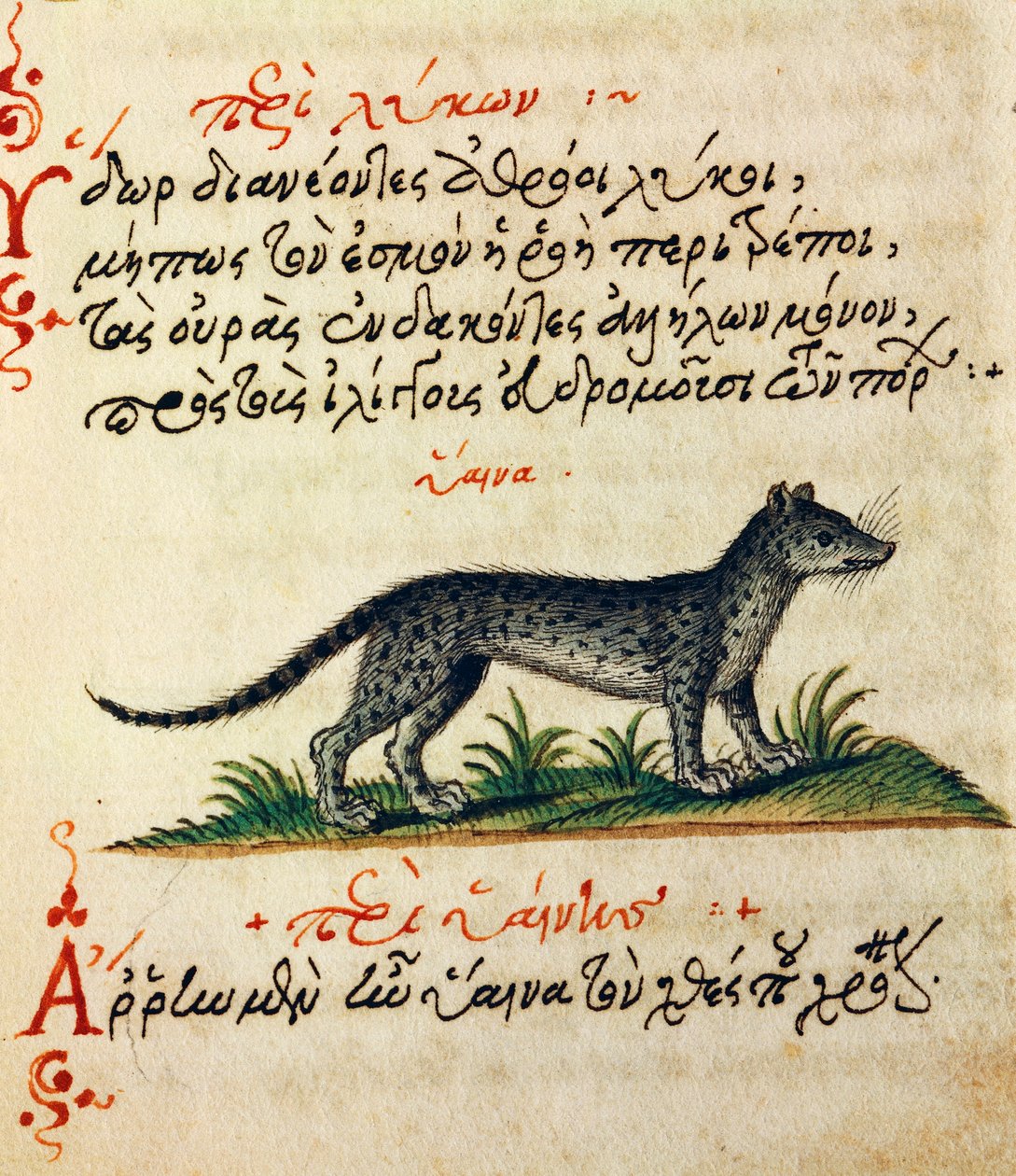 ハイエナに関する論考 アエリアヌス著『De animalium natura et proprietate libellus』のテストとミニチュア（紀元2～3世紀 作： ギリシャ語学校