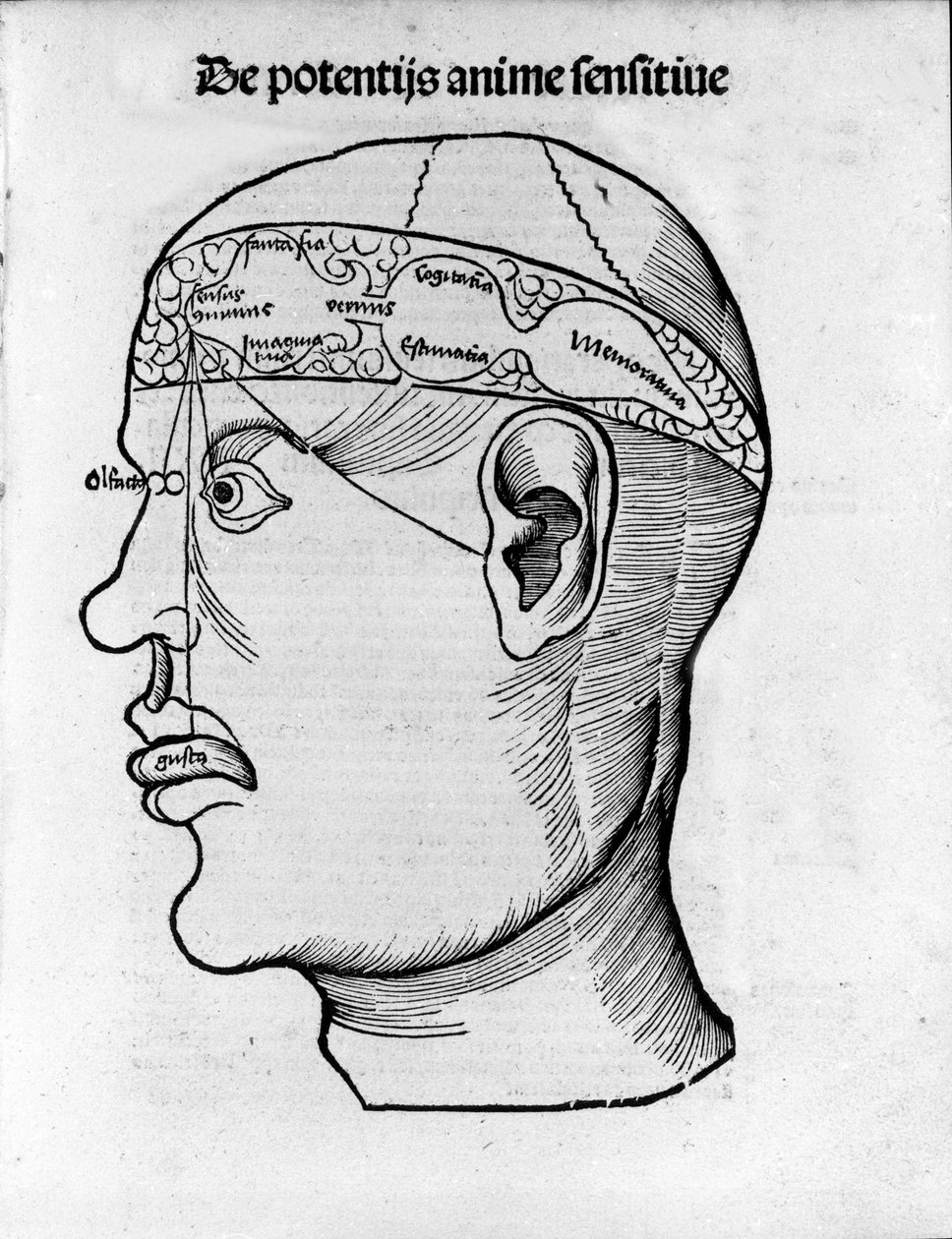 脳の切断：さまざまな脳機能の局在化のための研究。グレゴール・ライシュ（1467-1525）の「Margarita phylosophia」からのエングレーヴィング、Bale 作： グレゴール・ライシュ
