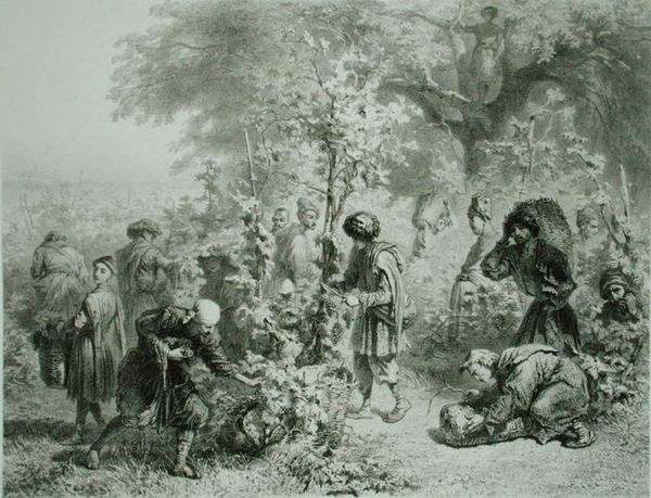アルフレッド・レオン・ルメルシエがパリで出版したEugene Le Roux (1807-63)が彫ったコーカサスに関する本のプレート30「グルジア、カヘティのブドウ収穫 作： グリゴリグリゴレヴィッチ（後）ガガーリン