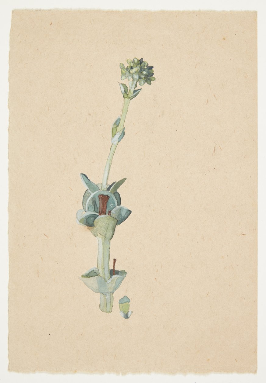 花の研究 作： Gudrun Traustedt