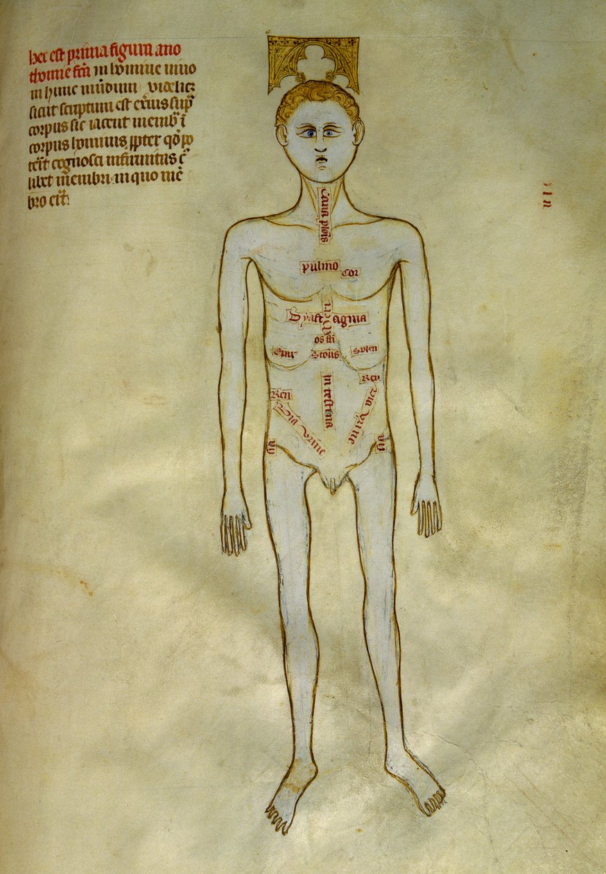 解剖学および外科委員会: 男性器官の局在。 1345年頃のギ・デ・パヴィアによる「「ガリアの書物から抽出された、フランクの7番目の王であるリベルの著名人フィリピ」」で。シャンティリー、コンデ美術館 作： Guido da Vigevano da Pavia