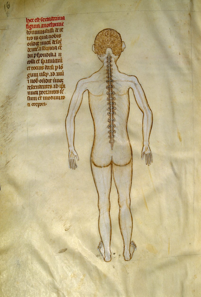 解剖学および外科用ボード: 脊髄 (脊柱の椎骨内)。 1345年頃のギ・デ・パヴィアによる「「ガリアの書物から抽出された、フランクの7番目の王であるリベルの著名人フィリピ」」で。シャンティリー、コンデ美術館 作： Guido da Vigevano da Pavia