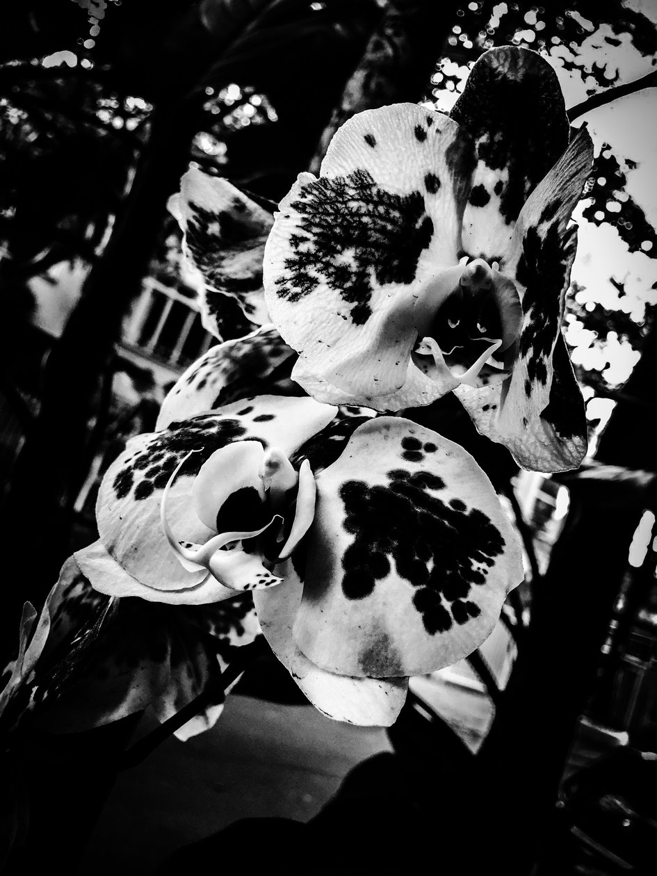 花4号、2025年（写真） 作： ギルヘルム・ポンテス
