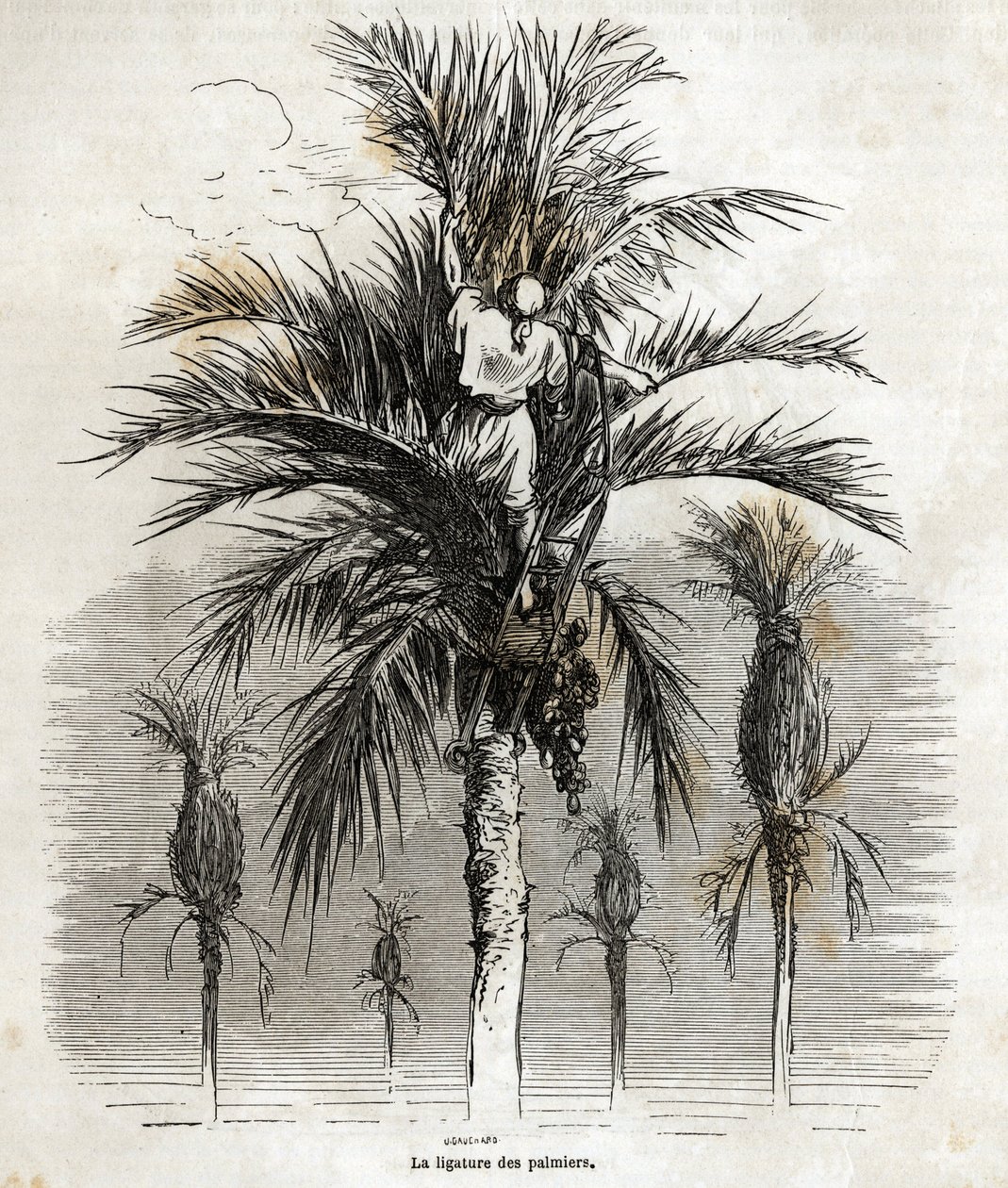 1862年にCh.Davillierとスペインを訪れた際にGustave Dore(1832-1883)が描いたもの。これは1862年にCh. 作： ギュスターヴ・ドレ