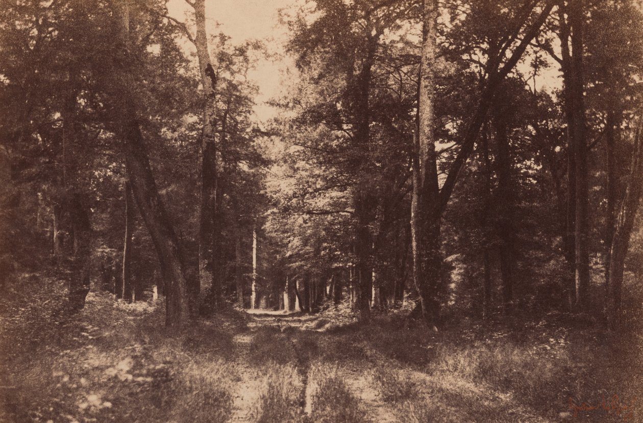 バス＝ブロー、フォンテーヌブローの森、1852年（写真） 作： ギュスターヴ・ルグレイ