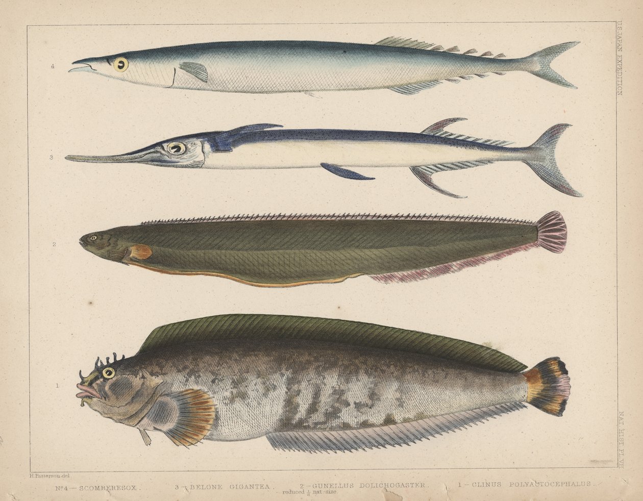 1. Clinus Polyactocephalus、2。Gunellus Dolichogaster、3。Belone Gigantea、4。Scomberesox、1855 作： H.パターソン