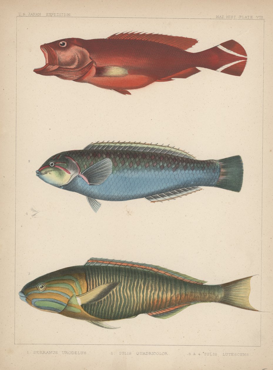 1. anus Urodela、2。Julio Quadricolor、3。Julius Lutescens、1855 作： H.パターソン