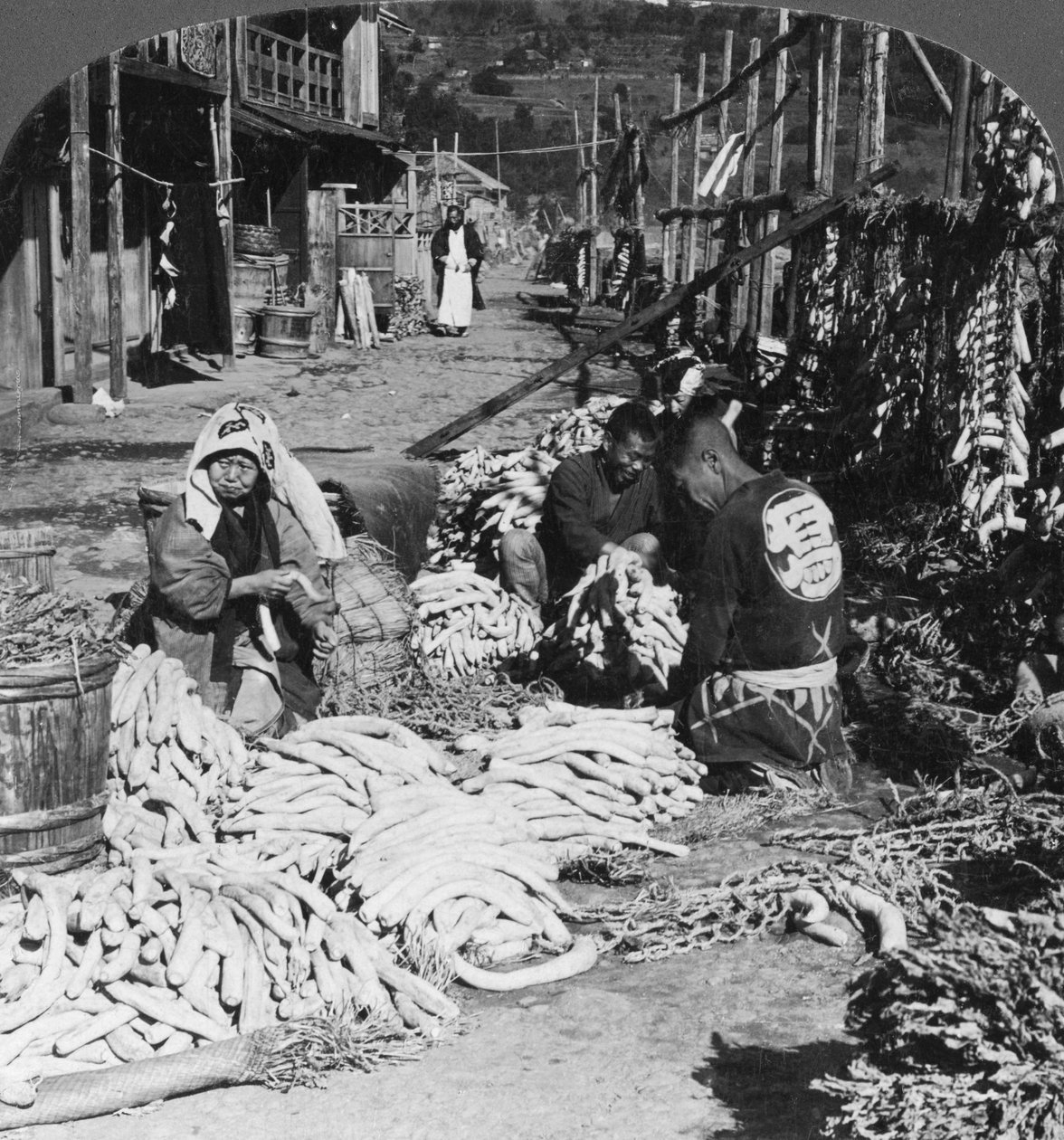 大根のウォーターフロントでの大根の分別と梱包、熱海、1906 作： HCホワイト