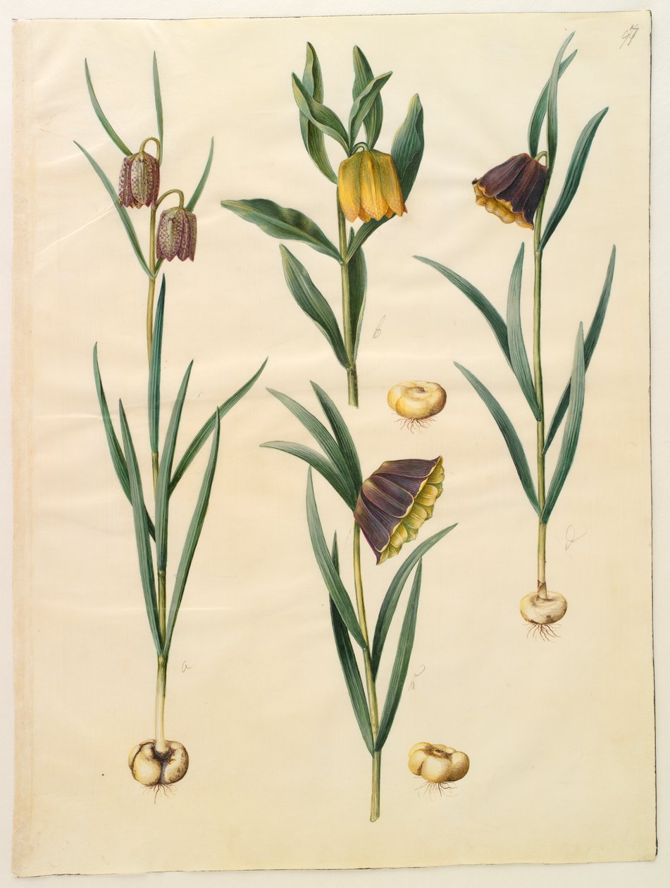 バイモ属meleagris; Fritullaria lutea eller Fritullaria latifolia var lutea;バイモユリ 作： ハンス・サイモン・ホルツベッカー