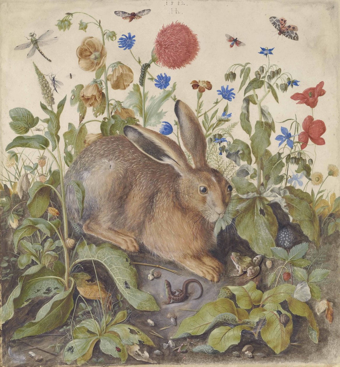 植物のうさぎ、1582 作： ハンス・ホフマン