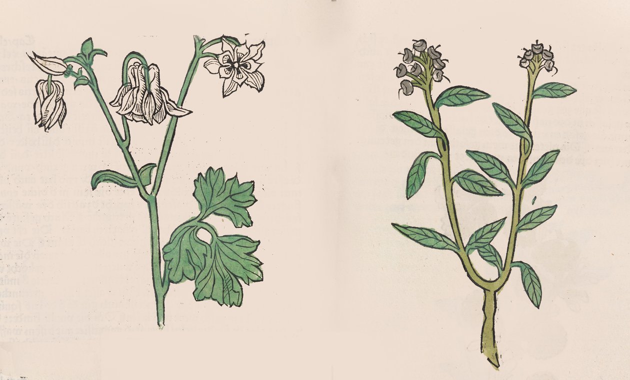 Herbarius - Gart der gesuntheit - Garden of health、1485。 作： ハンス・シェーンスペルガー