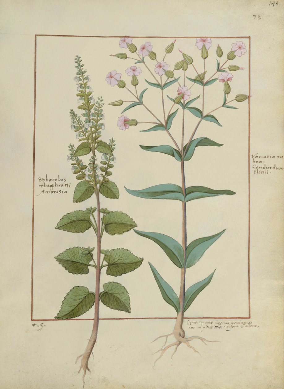 Ms Fr. Fv VI＃1 fol.148r Mattheaus Platearius（dc1161）c.1470による単純な薬の本のイラスト 作： ハンス鎌脚鎌脚