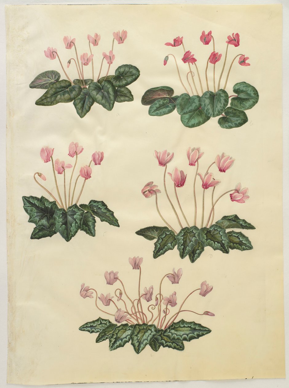 アルバムGottorfer Codex、c.1650（羊皮紙のガッシュ）のCyclamen purprascens 作： ハンス・サイモン・ホルツベッチャー