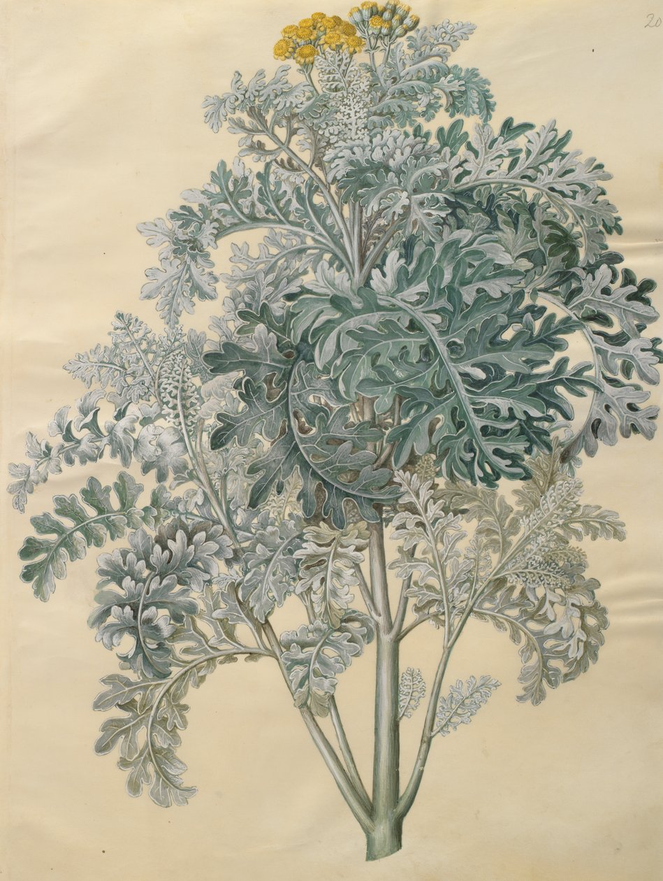 アルバムGottorfer Codex、c.1650（羊皮紙のガッシュ）のJacobaea maritima 作： ハンス・サイモン・ホルツベッチャー