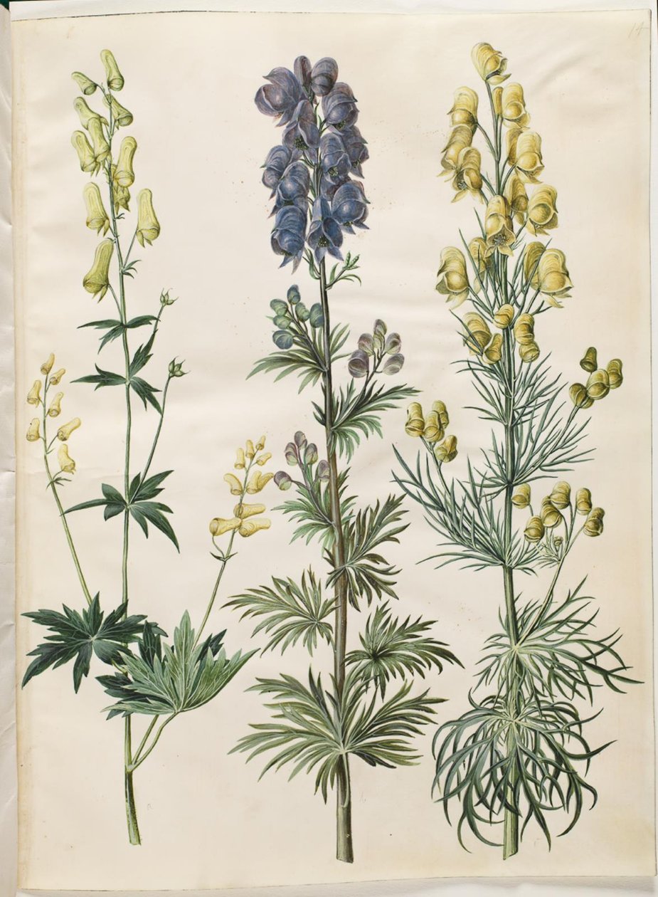 Aconitum lycoctonum (ノルディスクストームハット); Aconite napellus (Ægte stormhat); Aconite anthora (フィンブラデット ストームハット) 作： ハンス・サイモン・ホルツベッカー