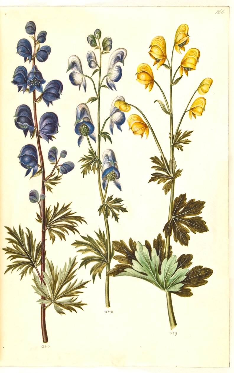 Aconite napellus (?) (Ægte stormhat); 多彩なトリカブト、evt。 Aconitum ×cammarum (?) (broget stormhat, evt. have-stormhat); Aconite anthora (finbladet ストームハット) 作： ハンス・サイモン・ホルツベッカー