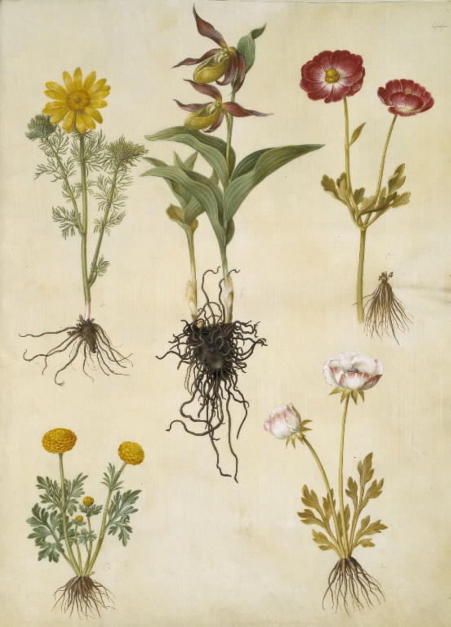 Vernal Adonis (vår-adonis); Cypripedium calceolus (stor fruesko); アジアのラナンキュラス (have-ranunkel); キンポウゲ (art af ranunkel) 作： ハンス・サイモン・ホルツベッカー