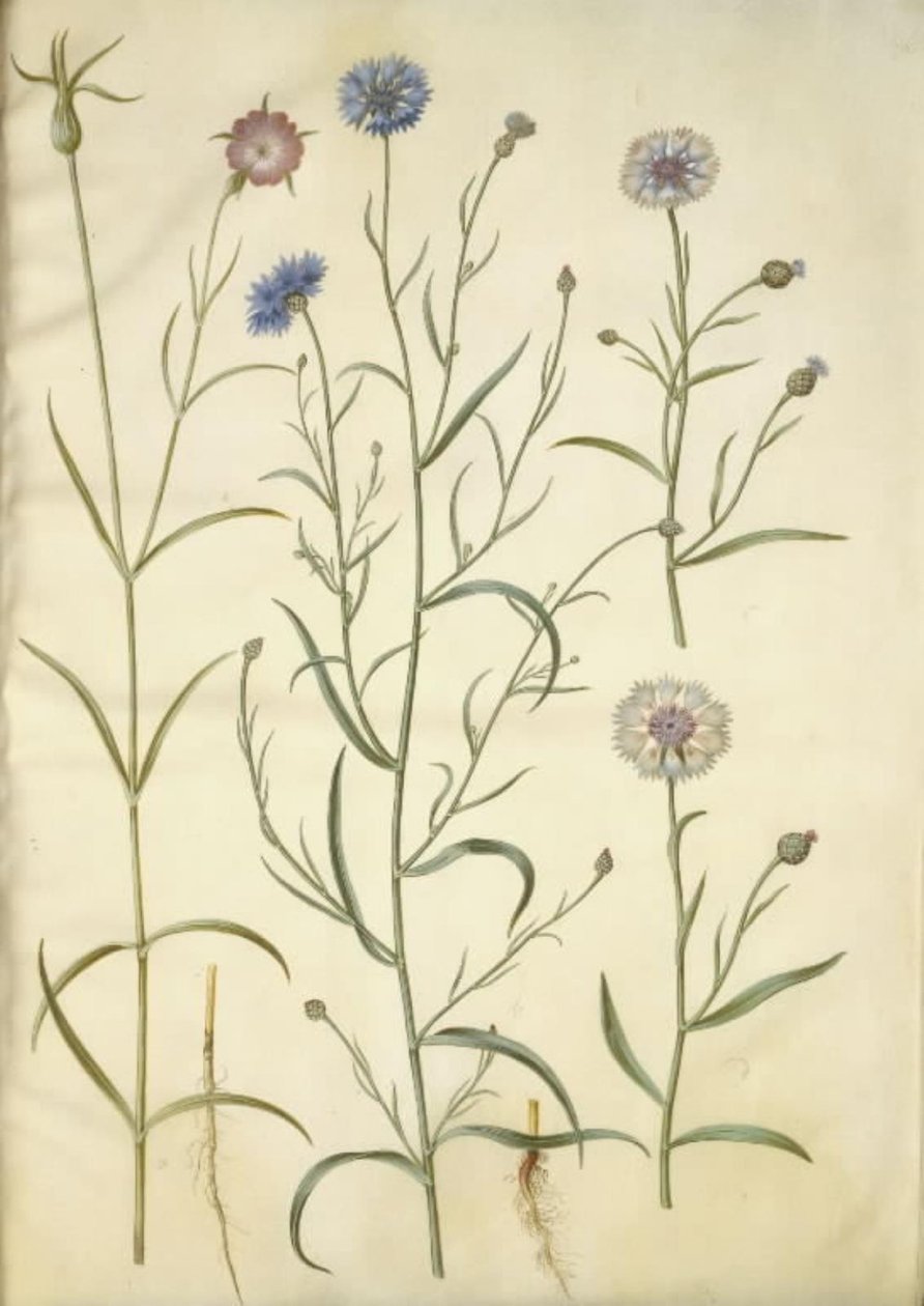 Agrotemma githago (一般的な岩); Centaurea cyanus (ヤグルマギク) 作： ハンス・サイモン・ホルツベッカー