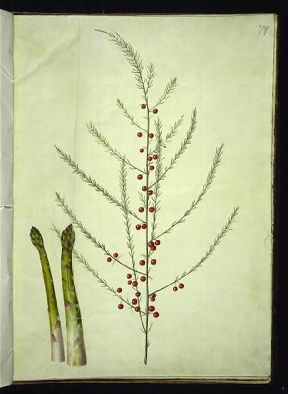 Asparagus officinalis（一般的なアスパラガス） 作： ハンス・サイモン・ホルツベッカー